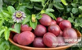 پشن‌فروت؛ میوه‌ای استوایی با طعمی جادویی و سودی طلایی