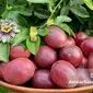 پشن‌فروت؛ میوه‌ای استوایی با طعمی جادویی و سودی طلایی