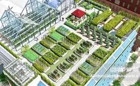 کشاورزی شهری: راهی برای سبد غذایی سالم خانوار و بهره‌وری منابع