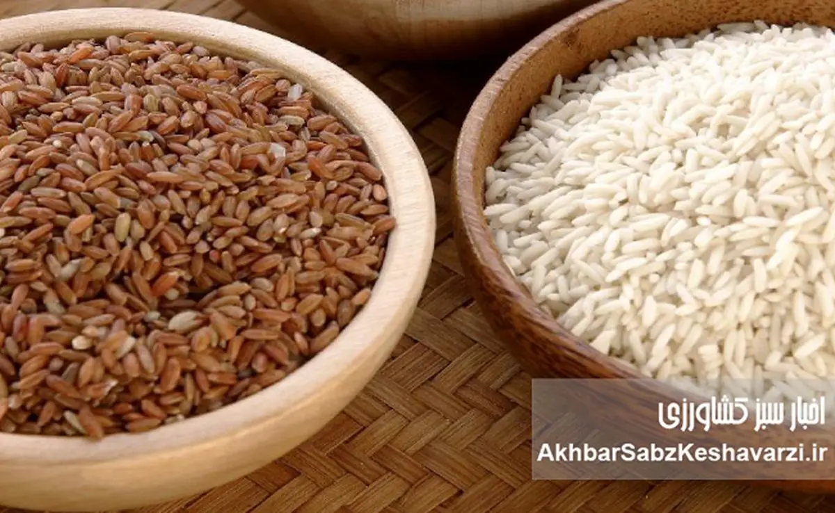 برنج سفید یا برنج قهوه‌ای؟ کدام برای سلامتی بهتر است؟