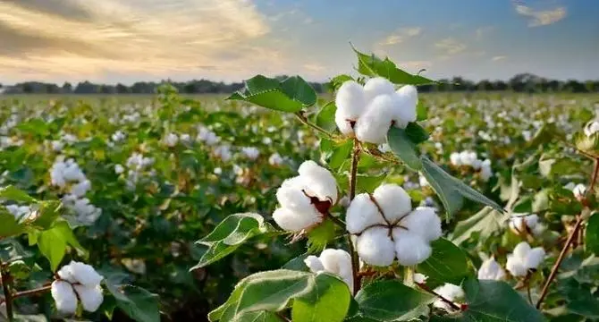 پنبه دانه و مصارف آن در صنایع غذایی

