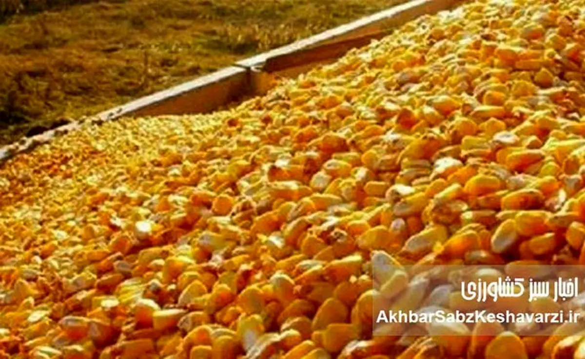 ذرت‌ها بلعیده شدند! گمشده بزرگ در زنجیره نهاده‌های دامی ایران+ویدئو