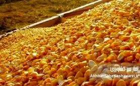 ذرت‌ها بلعیده شدند! گمشده بزرگ در زنجیره نهاده‌های دامی ایران+ویدئو