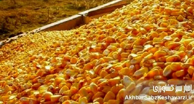 ذرت‌ها بلعیده شدند! گمشده بزرگ در زنجیره نهاده‌های دامی ایران+ویدئو