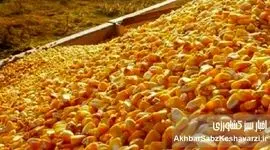 ذرت‌ها بلعیده شدند! گمشده بزرگ در زنجیره نهاده‌های دامی ایران+ویدئو