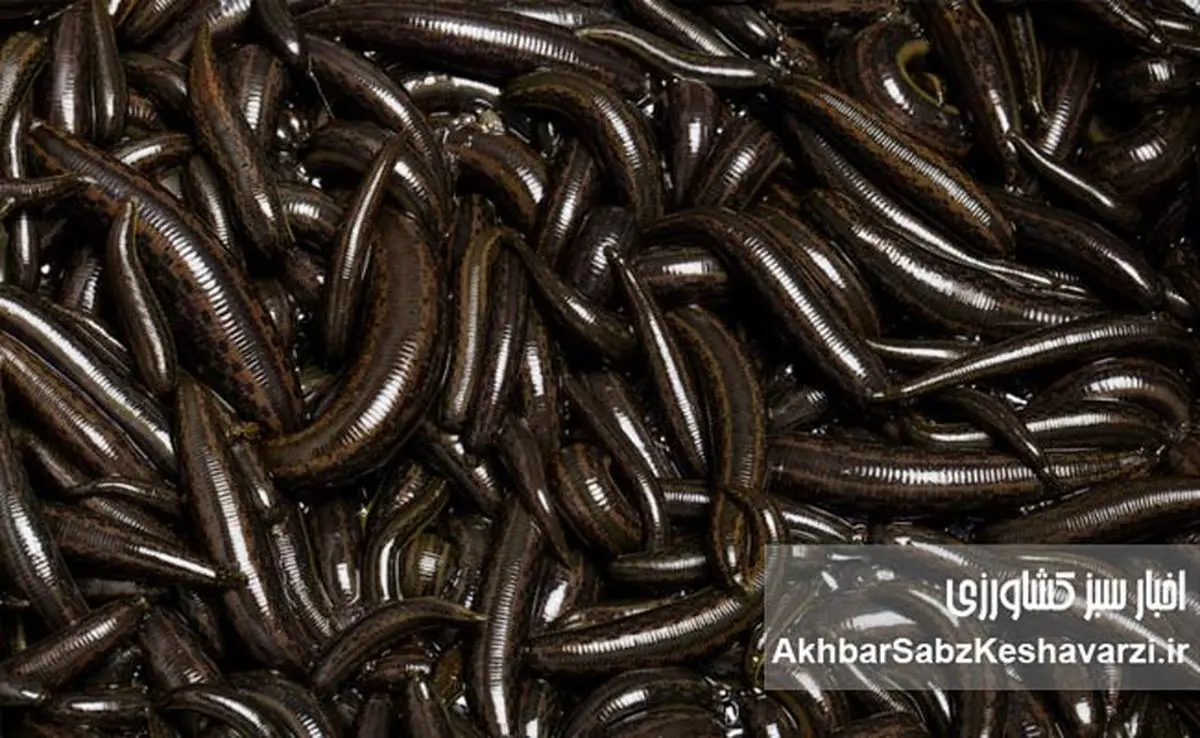 سودآوری، اشتغال‌زایی و چالش‌های نادیده‌گرفته‌شده صنعت زالوپروری