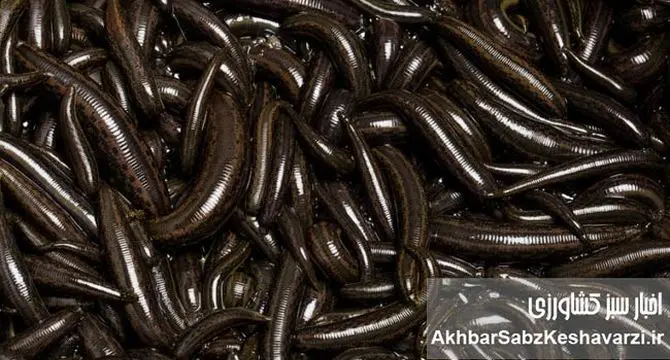 سودآوری، اشتغال‌زایی و چالش‌های نادیده‌گرفته‌شده صنعت زالوپروری