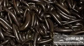 سودآوری، اشتغال‌زایی و چالش‌های نادیده‌گرفته‌شده صنعت زالوپروری