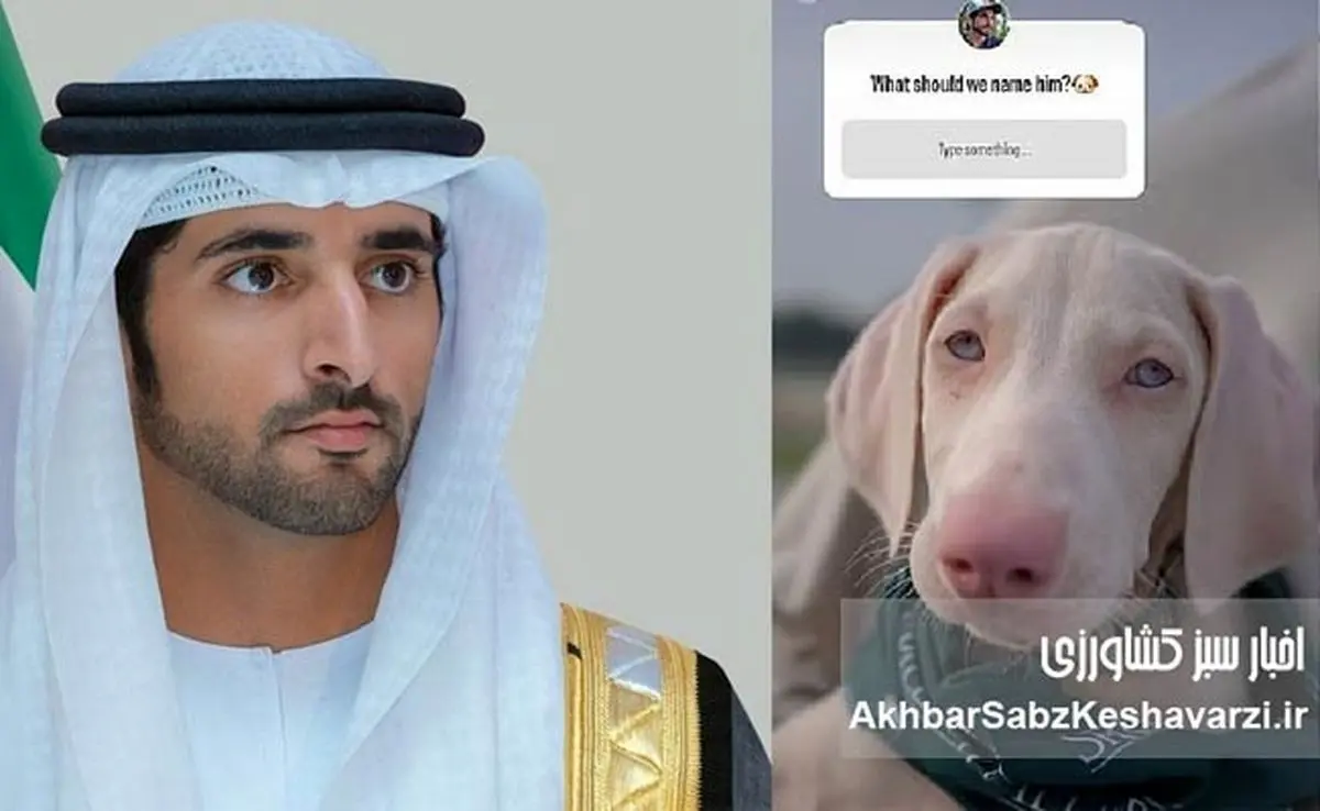 نام سگ جدید ولیعهد دبی با رأی ۱۷ میلیون دنبال‌کننده اینستاگرام