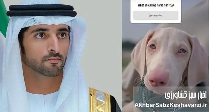 نام سگ جدید ولیعهد دبی با رأی ۱۷ میلیون دنبال‌کننده اینستاگرام