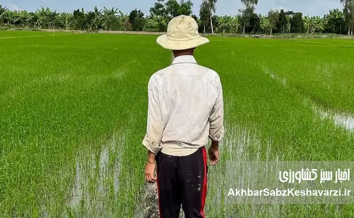 حذف ارز؛ شفافیت یا انتقال بحران؟ وقتی هزینه تولید بالا می‌رود اما قیمت فروش پایین می‌ماند