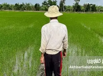 حذف ارز؛ شفافیت یا انتقال بحران؟ وقتی هزینه تولید بالا می‌رود اما قیمت فروش پایین می‌ماند