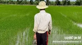 حذف ارز؛ شفافیت یا انتقال بحران؟ وقتی هزینه تولید بالا می‌رود اما قیمت فروش پایین می‌ماند