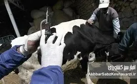  تب برفکی «تعمداً» به تهران رسید؛ نقشه‌ای برای نابودی تولید شیر ایران؟