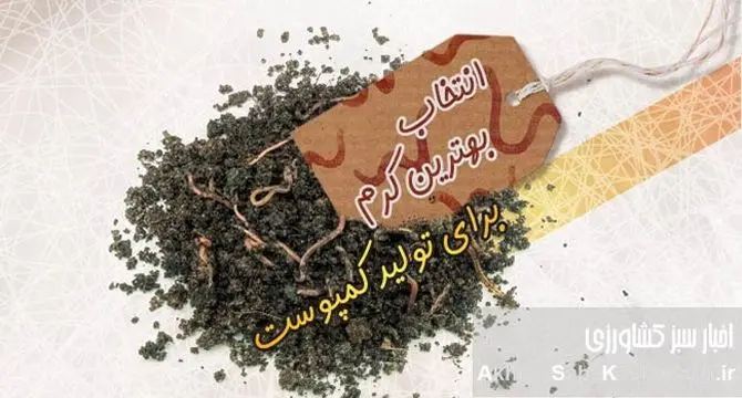 راهنمای جامع تولید ورمی‌کمپوست: چگونه بهترین کرم را برای کمپوست انتخاب کنیم؟