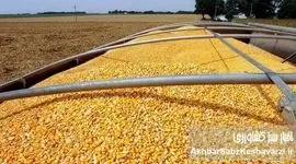 شعبه ویژه فساد نهاده‌ها کلید خورد؛ بازارگاه زیر تیغ تحقیق+ ویدئو