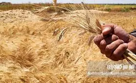 چالش‌های تولید گندم در ایران؛ خودکفایی از دست می‌رود؟ نیاز به واردات گندم در سال جاری
