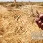 چالش‌های تولید گندم در ایران؛ خودکفایی از دست می‌رود؟ نیاز به واردات گندم در سال جاری