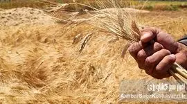 چالش‌های تولید گندم در ایران؛ خودکفایی از دست می‌رود؟ نیاز به واردات گندم در سال جاری