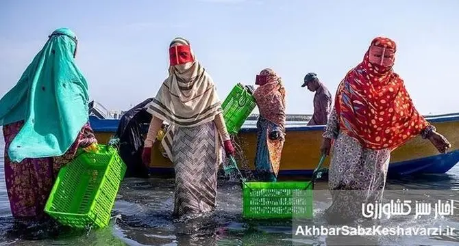 تمرکززدایی از پایانه‌های صادراتی میگو؛ استراتژی بقای اقتصاد شیلاتی در شرایط بحران