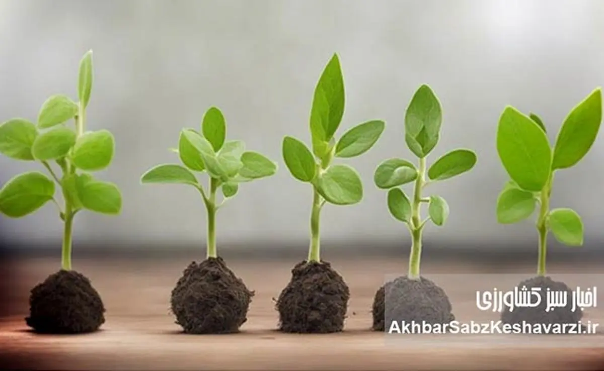 چرا بعضی گیاهان وقتی ما خوابیم، بهتر رشد می‌کنند؟