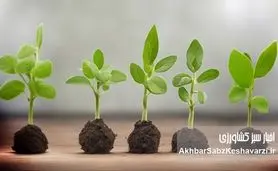 چرا بعضی گیاهان وقتی ما خوابیم، بهتر رشد می‌کنند؟