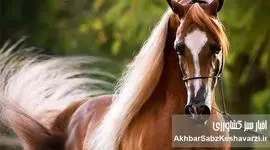 قیمت نجومی اسب: چرا قیمت اسب‌ها اینقدر متفاوت است؟