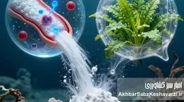 کیتوزان؛ طلای سفیدی که از دل ضایعات میگو جوانه می‌زند/ وقتی زباله، فرشته نجات می‌شود!