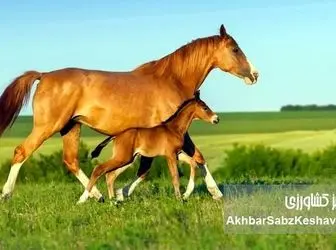 انتقال جنین در اسب: راهی نوین برای تولیدمثل و بهبود نژاد+ اینفوگرافی