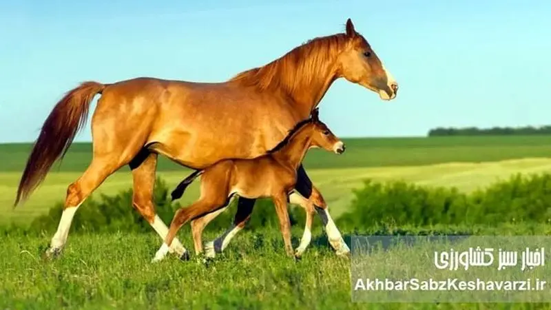 انتقال جنین در اسب: راهی نوین برای تولیدمثل و بهبود نژاد+ اینفوگرافی