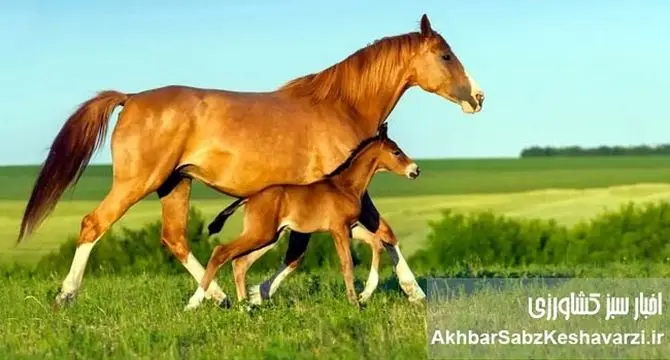 انتقال جنین در اسب: راهی نوین برای تولیدمثل و بهبود نژاد+ اینفوگرافی