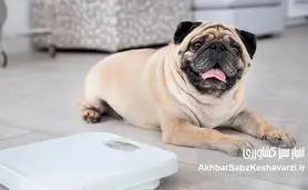 ارزیابی نمره وضعیت بدنی (Body Condition Score)+جدول