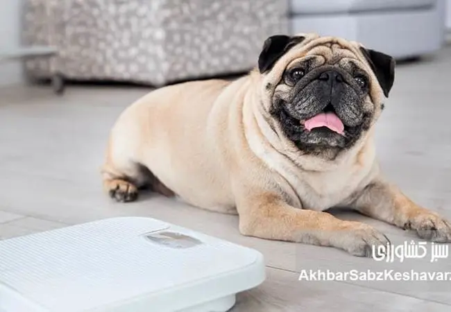 ارزیابی نمره وضعیت بدنی (Body Condition Score)+جدول