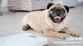 ارزیابی نمره وضعیت بدنی (Body Condition Score)+جدول