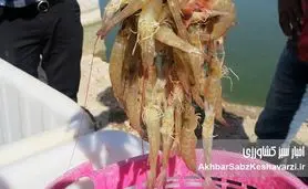 برداشت استثنایی ۳۰ هزار تنی میگو در بوشهر؛ غلبه بر کابوس بیماری سال گذشته