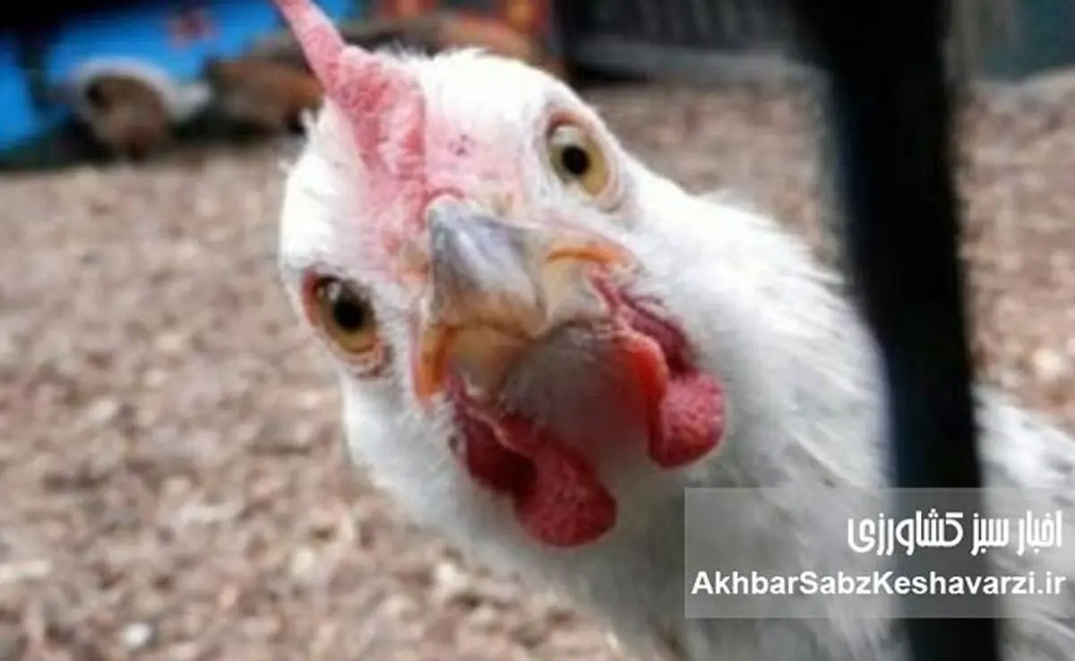 بررسی علمی و دامپزشکی ادعای «مصرف تریاک در مرغداری‌ها برای افزایش وزن مرغ‌ها»