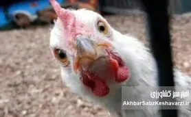 بررسی علمی و دامپزشکی ادعای «مصرف تریاک در مرغداری‌ها برای افزایش وزن مرغ‌ها»