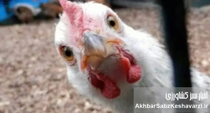 بررسی علمی و دامپزشکی ادعای «مصرف تریاک در مرغداری‌ها برای افزایش وزن مرغ‌ها»