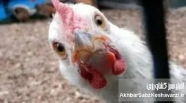 بررسی علمی و دامپزشکی ادعای «مصرف تریاک در مرغداری‌ها برای افزایش وزن مرغ‌ها»