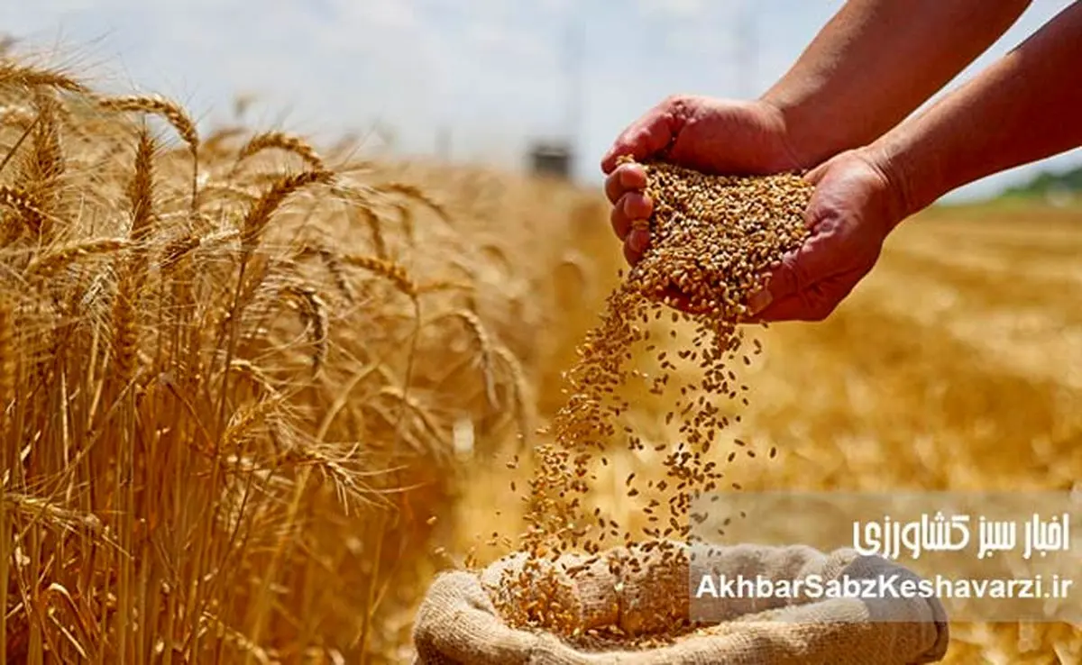 قیمت تضمینی گندم؛ فاصله‌ای که انگیزه تولید را تهدید می‌کند