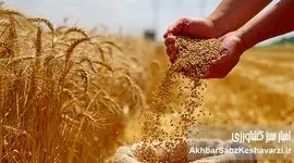 قیمت تضمینی گندم؛ فاصله‌ای که انگیزه تولید را تهدید می‌کند