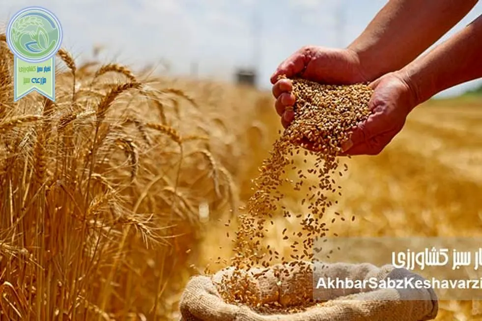 قیمت تضمینی گندم؛ فاصله‌ای که انگیزه تولید را تهدید می‌کند