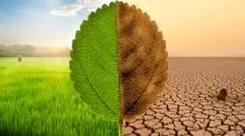 اقدامات مرتبط با تجارت مرتبط با پایداری زیست محیطی کشاورزی