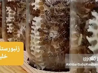 گفت‌وگوی اختصاصی با رضا خلیلی، زنبوردار خوش‌فکر در مسیر نوآوری؛ از عسل شیشه‌ای تا تولید پرگا+ویدئو