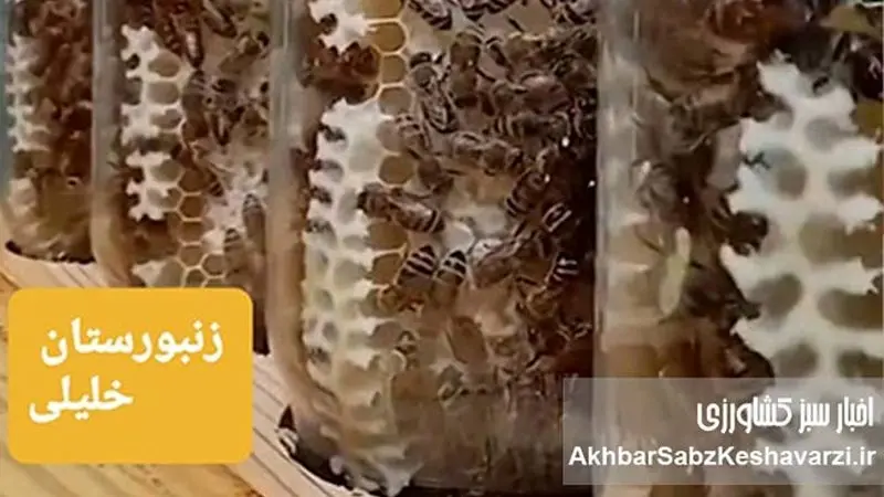 گفت‌وگوی اختصاصی با رضا خلیلی، زنبوردار خوش‌فکر در مسیر نوآوری؛ از عسل شیشه‌ای تا تولید پرگا+ویدئو