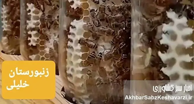 گفت‌وگوی اختصاصی با رضا خلیلی، زنبوردار خوش‌فکر در مسیر نوآوری؛ از عسل شیشه‌ای تا تولید پرگا+ویدئو