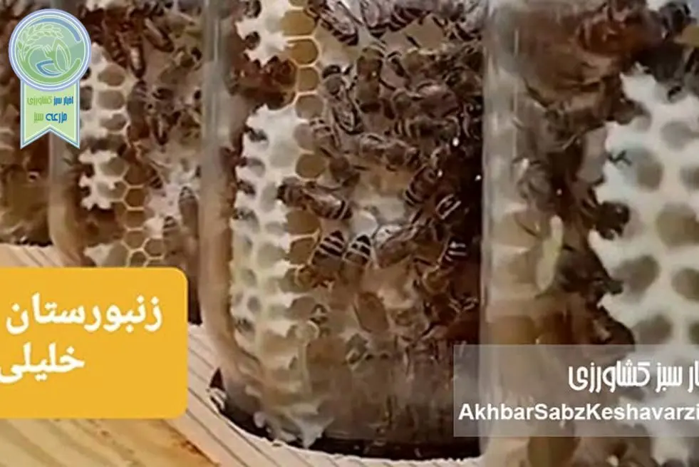 گفت‌وگوی اختصاصی با رضا خلیلی، زنبوردار خوش‌فکر در مسیر نوآوری؛ از عسل شیشه‌ای تا تولید پرگا+ویدئو