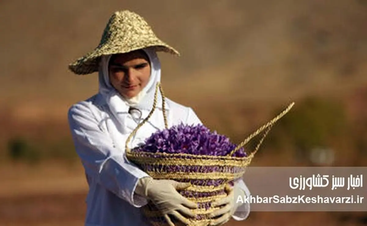نقش دولت در مدیریت توسعه صادرات زعفران؛ موانع، رانت و بیبرنامگی در سیاست ارزی