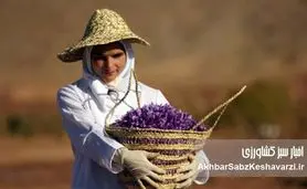 نقش دولت در مدیریت توسعه صادرات زعفران؛ موانع، رانت و بی‌برنامگی در سیاست ارزی