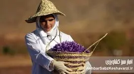نقش دولت در مدیریت توسعه صادرات زعفران؛ موانع، رانت و بی‌برنامگی در سیاست ارزی